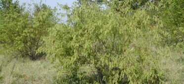 Кустарник ива Бебба летом Ива Бебба летом