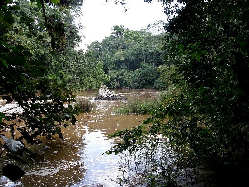 Река в лесу в парке Какамега