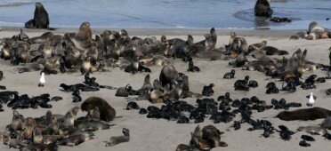 Морские котики на Командорских островах Морские котики