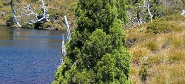 Атротаксис кипарисовый