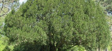 Общий вид взрослого дерева Тиса ягодного