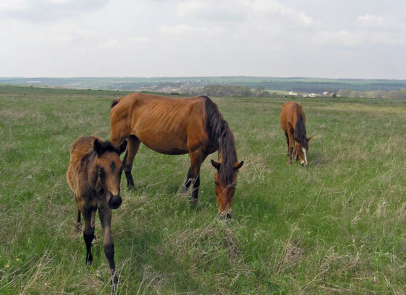 Полудикие лошади, пасущиеся на заповедных травах в Хомутовской степи